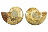 Cut & Polished, Agatized Ammonite Fossil - Madagascar #266532-1